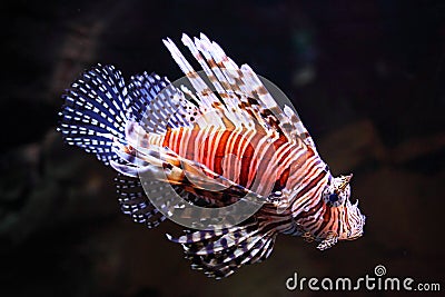 Red Lionfish illuminated in aquarium Stock Photo