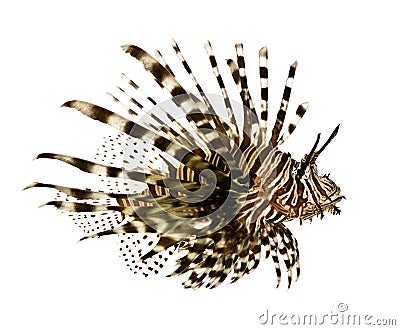 Red lionfish - Pterois volitans Stock Photo