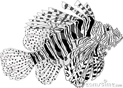 Red lionfish sketch isolate on white Vector Illustration