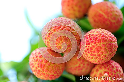 Red litchi fruits at tree Stock Photo