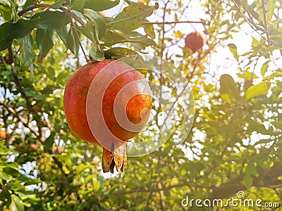 Red little delicious pomegranate on tree with sun rays Stock Photo