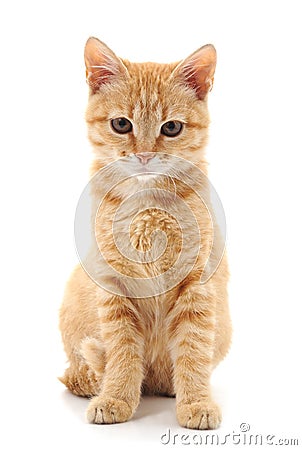 Red little kitten. Stock Photo