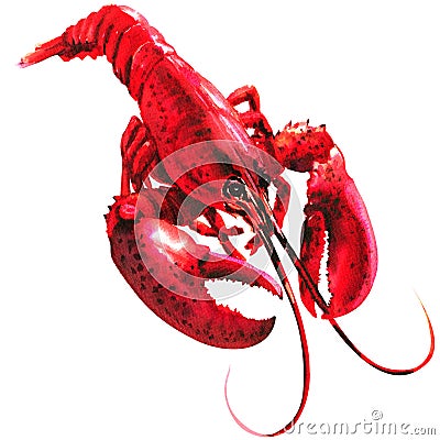 Red lobster isolated, single, cooked, seafood, watercolor illustration on white Cartoon Illustration