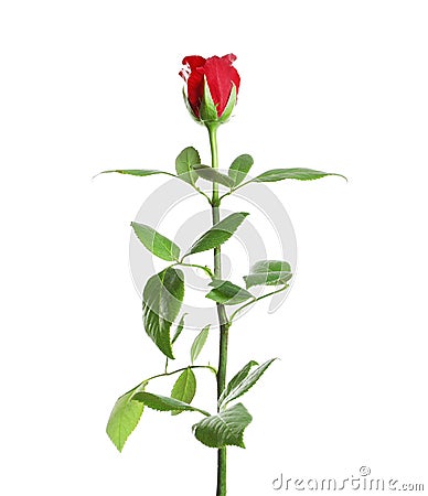 Red long stem rose Stock Photo