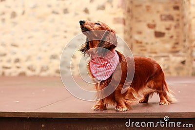 Red longhair dachshund lady standing proudly on a stage like a diva wearing a colorful bandana Stock Photo