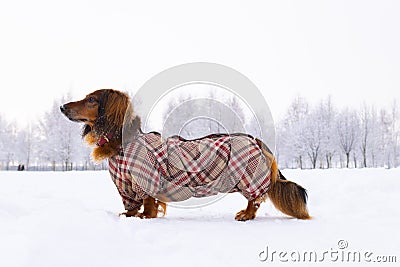 Red longhaired dachshund standing on snow in winter park, small dog walking outdoor close up and wearing winter clothing Stock Photo