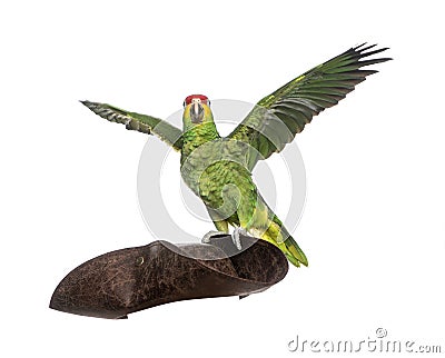 Red-lored amazon isolated on white Stock Photo