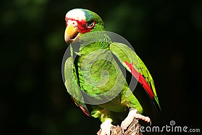 Red-lored Amazon parrot Stock Photo