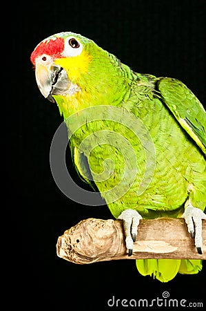 Red lored amazon rescued parrot Stock Photo