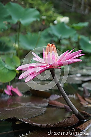 Red Lotus in bloom Stock Photo