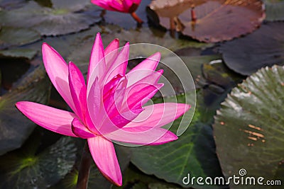Red lotus blooming in lake. Stock Photo