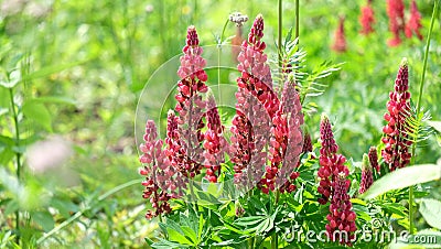 Red Lupine bush on green blurred background . Stock Photo