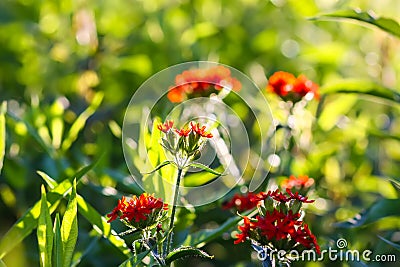 Red lychnis flowers in the summer garden. Silene chalcedonica, Maltese-cross, scarlet lychnis Stock Photo