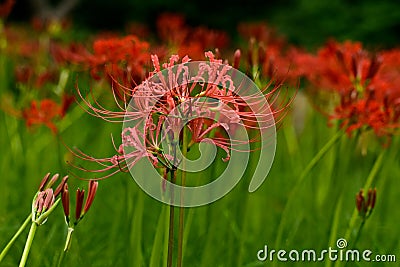 Bloomimg red lycoris radiata Stock Photo