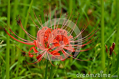 Bloomimg red lycoris radiata Stock Photo