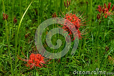 Bloomimg red lycoris radiata Stock Photo