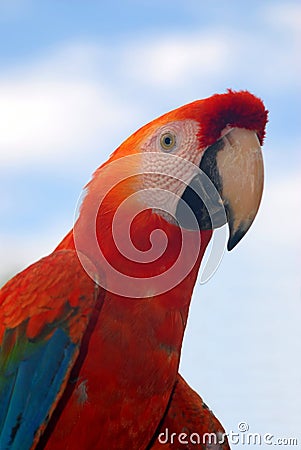 A red macaw Stock Photo