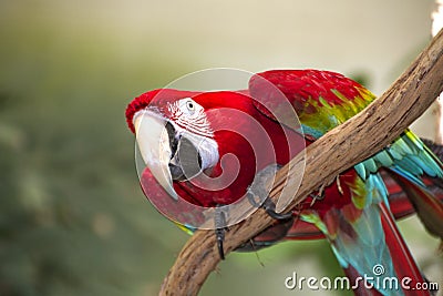 Red Macaw Stock Photo