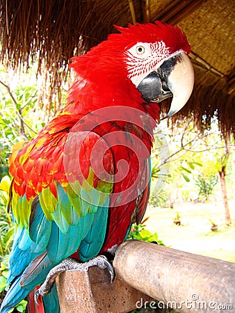 Red macaw parrot Stock Photo