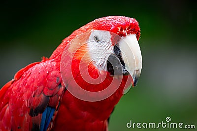 Red Macaw Stock Photo