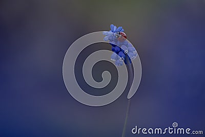 Ladybug on muskari flower on blurred background Stock Photo