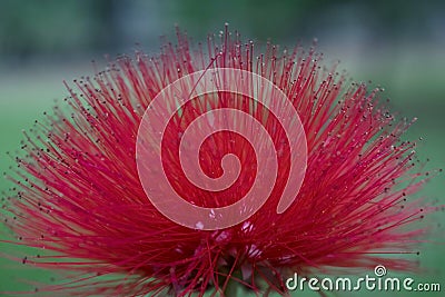 Red Macro Mimosa Blooms plant Mimosoideae. Stock Photo