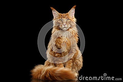 Red Maine Coon Cat Sitting with Furry Tail Isolated Black Stock Photo