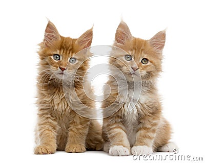 Red Maine coon kitten isolated on white Stock Photo