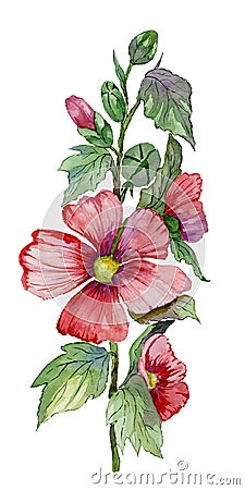 Red malva flowers on a stem with green leaves and buds. Fresh mallows isolated on white background. Watercolor painting. Stock Photo