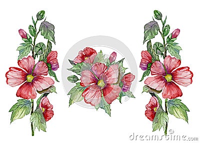 Red malva flowers on a stem with green leaves and buds. Set of illustrations. Fresh mallows isolated on white background. Cartoon Illustration