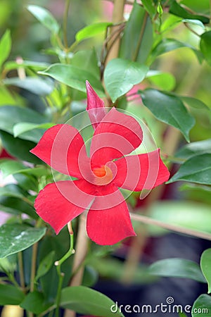Red mandevilla flower Stock Photo