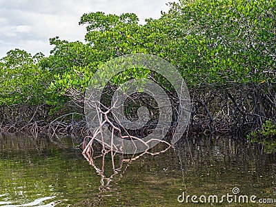 Red mangrove in shallow bay Stock Photo