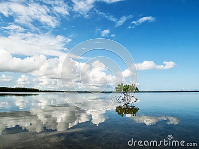 Red mangrove in shallow bay Stock Photo