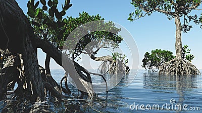 Red mangroves on Florida coast 3d rendering Stock Photo