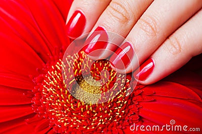 Red manicure and flower gerbera Stock Photo