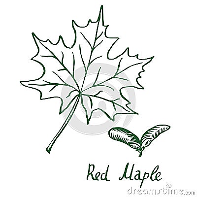 Red Maple Acer rubrum Leaf and samaras, hand drawn doodle, sketch Vector Illustration