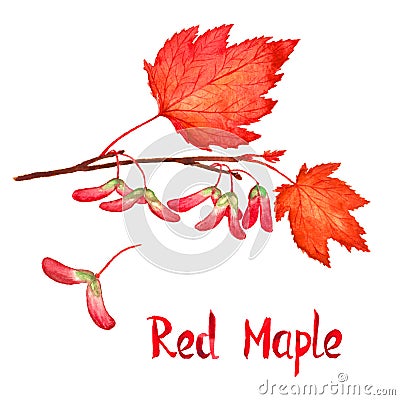 Red maple branch with leaves and seeds, hand painted watercolor illustration with inscription isolated Cartoon Illustration