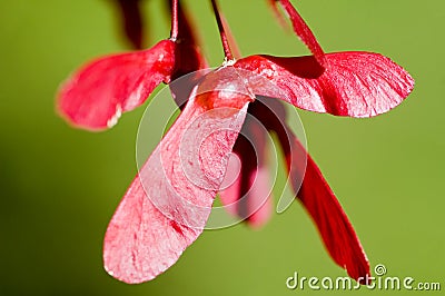 Red Maple Keys Stock Photo