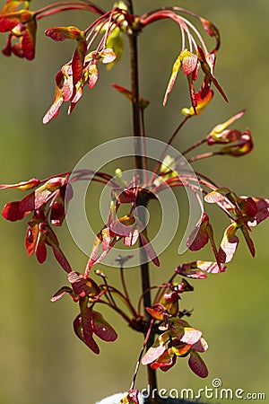 Red maple keys in Shenipsit Reservoir in Tolland, Connecticut Stock Photo