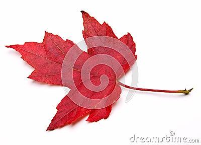 Red Maple Leaf Stock Photo