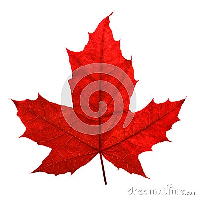 Red maple leaf Stock Photo