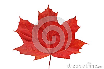 Red maple leaf. Stock Photo