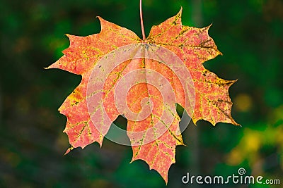 Red maple leaf Stock Photo