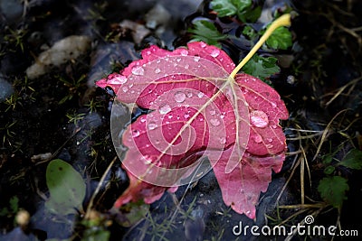 Rain drops on a red maple leaf floating in a puddle. Stock Photo