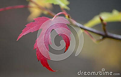 Red Maple Leaf Stock Photo