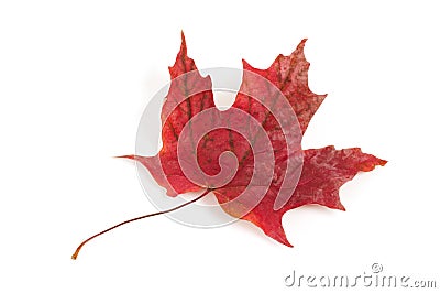 Red Maple Leaf Stock Photo