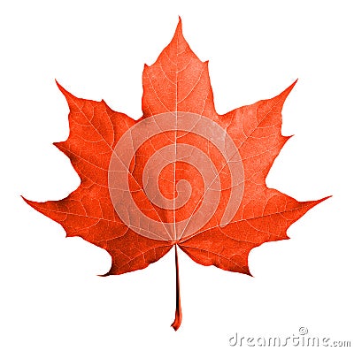 Red maple leaf isolated Stock Photo