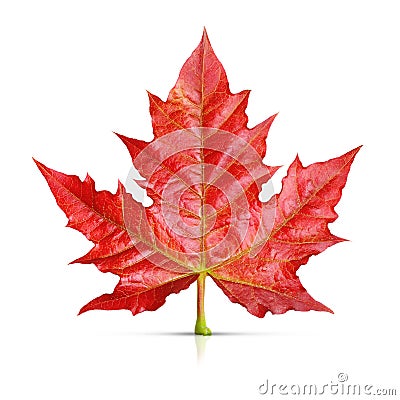 Red maple leaf isolated Stock Photo