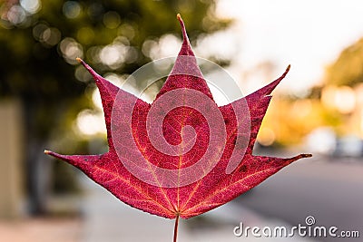 Red Maple Leaf Stock Photo