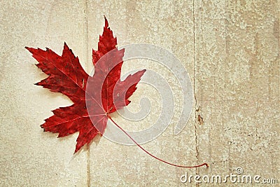 Red maple leaf Stock Photo